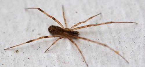 Episinus maculipes